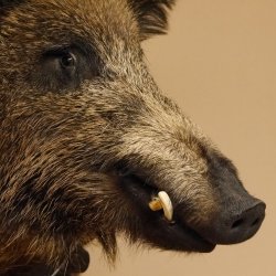 Wildschwein Europäisches Keiler Keilerkopf Höhe 72 cm Kopf Tierpräparat Präparat Trophäe Schild 34.1.74