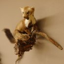 Steinmarder Marder auf Ast Präparat taxidermy Deko Tierpräparat 89.5.225