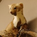 Steinmarder Marder auf Ast Präparat taxidermy Deko Tierpräparat 89.5.225