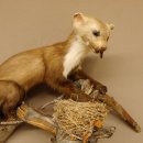 Steinmarder Marder auf Ast Präparat taxidermy Deko Tierpräparat 89.5.225