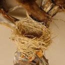 Steinmarder Marder auf Ast Präparat taxidermy Deko Tierpräparat 89.5.225