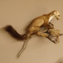 Steinmarder Marder auf Ast Präparat taxidermy Deko Tierpräparat 89.5.225