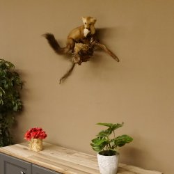 Steinmarder Marder auf Ast Präparat taxidermy Deko Tierpräparat 89.5.225