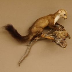 Steinmarder Marder auf Ast Präparat taxidermy Deko Tierpräparat 89.5.225