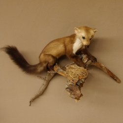 Steinmarder Marder auf Ast Präparat taxidermy Deko Tierpräparat 89.5.225