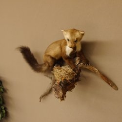 Steinmarder Marder auf Ast Präparat taxidermy Deko Tierpräparat 89.5.225
