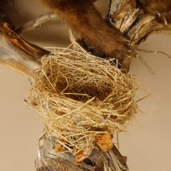 Steinmarder Marder auf Ast Präparat taxidermy Deko Tierpräparat 89.5.225