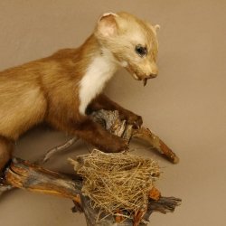Steinmarder Marder auf Ast Präparat taxidermy Deko Tierpräparat 89.5.225