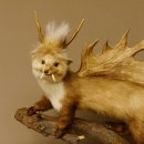 Wolpertinger Marder mit Darmhirsch Stange Wolpi Präparat Rehgeweih und Zähnen Höhe 47 cm 86.10.19