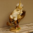 Wolpertinger Marder mit Darmhirsch Stange Wolpi Präparat Rehgeweih und Zähnen Höhe 47 cm 86.10.19