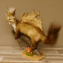 Wolpertinger Marder mit Darmhirsch Stange Wolpi Präparat Rehgeweih und Zähnen Höhe 47 cm 86.10.19