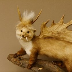 Wolpertinger Marder mit Darmhirsch Stange Wolpi Präparat Rehgeweih und Zähnen Höhe 47 cm 86.10.19