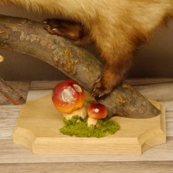 Wolpertinger Marder mit Darmhirsch Stange Wolpi Präparat Rehgeweih und Zähnen Höhe 47 cm 86.10.19