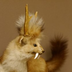 Wolpertinger Marder mit Darmhirsch Stange Wolpi Präparat Rehgeweih und Zähnen Höhe 47 cm 86.10.19