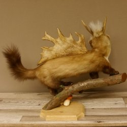 Wolpertinger Marder mit Darmhirsch Stange Wolpi Präparat Rehgeweih und Zähnen Höhe 47 cm 86.10.19