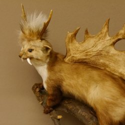 Wolpertinger Marder mit Darmhirsch Stange Wolpi Präparat Rehgeweih und Zähnen Höhe 47 cm 86.10.19