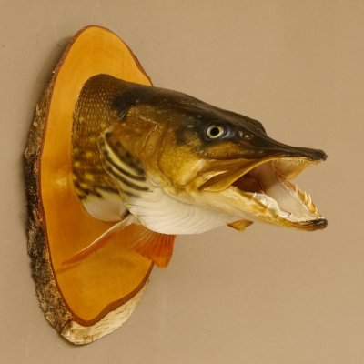 Hechtkopf Kopfpräparat Kopf Raubfisch Fisch offene Kiemen Birke Schild 60.1.4.17