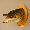 Hechtkopf Kopfpräparat Kopf Raubfisch Fisch offene Kiemen Birke Schild 60.1.4.17