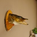 Hechtkopf Kopfpräparat Kopf Raubfisch Fisch offene Kiemen Birke Schild 60.1.4.17