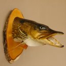 Hechtkopf Kopfpräparat Kopf Raubfisch Fisch offene Kiemen Birke Schild 60.1.4.17