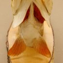 Hechtkopf Kopfpräparat Kopf Raubfisch Fisch offene Kiemen Birke Schild 60.1.4.17