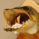 Hechtkopf Kopfpräparat Kopf Raubfisch Fisch offene Kiemen Birke Schild 60.1.4.17