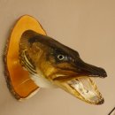 Hechtkopf Kopfpräparat Kopf Raubfisch Fisch offene Kiemen Birke Schild 60.1.4.17