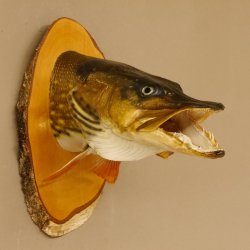 Hechtkopf Kopfpräparat Kopf Raubfisch Fisch offene Kiemen Birke Schild 60.1.4.17