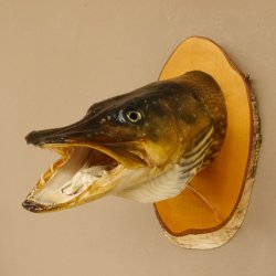 Hechtkopf Kopfpräparat Kopf Raubfisch Fisch offene Kiemen Birke Schild 60.1.4.17