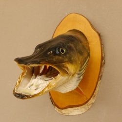 Hechtkopf Kopfpräparat Kopf Raubfisch Fisch offene Kiemen Birke Schild 60.1.4.17