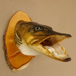 Hechtkopf Kopfpräparat Kopf Raubfisch Fisch offene Kiemen Birke Schild 60.1.4.17