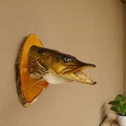 Hechtkopf Kopfpräparat Kopf Raubfisch Fisch offene Kiemen Birke Schild 60.1.4.17