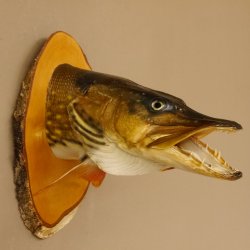 Hechtkopf Kopfpräparat Kopf Raubfisch Fisch offene Kiemen Birke Schild 60.1.4.17