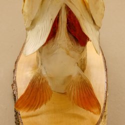 Hechtkopf Kopfpräparat Kopf Raubfisch Fisch offene Kiemen Birke Schild 60.1.4.17