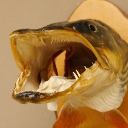 Hechtkopf Kopfpräparat Kopf Raubfisch Fisch offene Kiemen Birke Schild 60.1.4.17