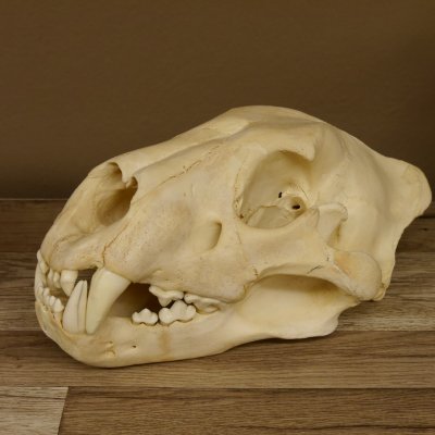 !!! KLÄRUNG !!!! Löwe???? Bärenschädel Grizzly Braunbär Schädel mit Genehmigung zum Verkauf