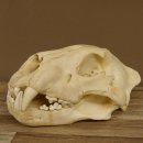 !!! KLÄRUNG !!!! Löwe???? Bärenschädel Grizzly Braunbär Schädel mit Genehmigung zum Verkauf
