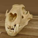 !!! KLÄRUNG !!!! Löwe???? Bärenschädel Grizzly Braunbär Schädel mit Genehmigung zum Verkauf