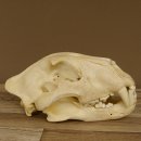 !!! KLÄRUNG !!!! Löwe???? Bärenschädel Grizzly Braunbär Schädel mit Genehmigung zum Verkauf