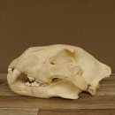 !!! KLÄRUNG !!!! Löwe???? Bärenschädel Grizzly Braunbär Schädel mit Genehmigung zum Verkauf