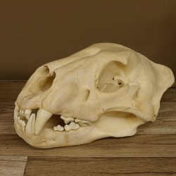 !!! KLÄRUNG !!!! Löwe???? Bärenschädel Grizzly Braunbär Schädel mit Genehmigung zum Verkauf