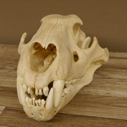 !!! KLÄRUNG !!!! Löwe???? Bärenschädel Grizzly Braunbär Schädel mit Genehmigung zum Verkauf