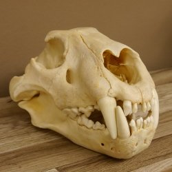 !!! KLÄRUNG !!!! Löwe???? Bärenschädel Grizzly Braunbär Schädel mit Genehmigung zum Verkauf
