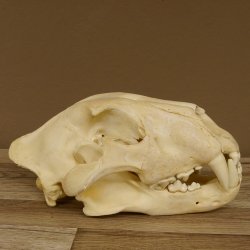 !!! KLÄRUNG !!!! Löwe???? Bärenschädel Grizzly Braunbär Schädel mit Genehmigung zum Verkauf