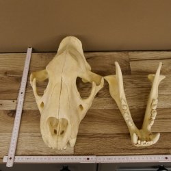 !!! KLÄRUNG !!!! Löwe???? Bärenschädel Grizzly Braunbär Schädel mit Genehmigung zum Verkauf