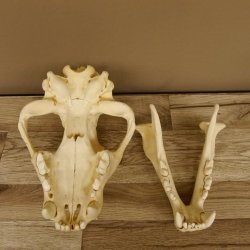 !!! KLÄRUNG !!!! Löwe???? Bärenschädel Grizzly Braunbär Schädel mit Genehmigung zum Verkauf