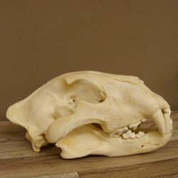!!! KLÄRUNG !!!! Löwe???? Bärenschädel Grizzly Braunbär Schädel mit Genehmigung zum Verkauf