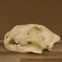 !!! KLÄRUNG !!!! Löwe???? Bärenschädel Grizzly Braunbär Schädel mit Genehmigung zum Verkauf