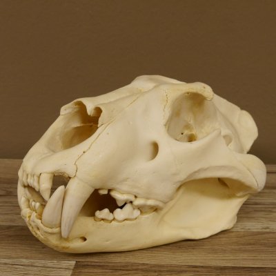 Löwenschädel Trophäe Schädel mit Genehmigung zum Verkauf 62.100.35