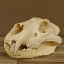 Löwenschädel Trophäe Schädel mit...